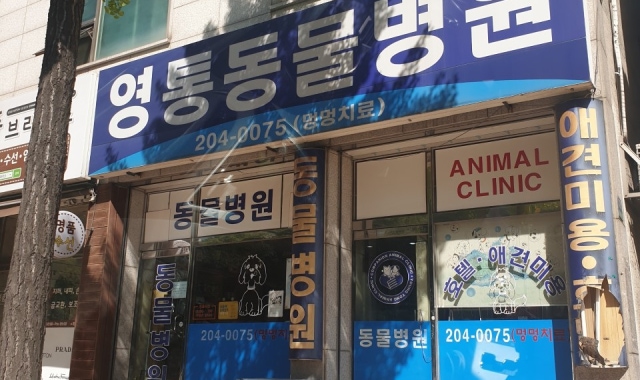 영통동물병원, 교통사고 반려견 골반 골절 수술 후기 영통동물병원, 교통사고 반려견 골반 골절 수술 후기