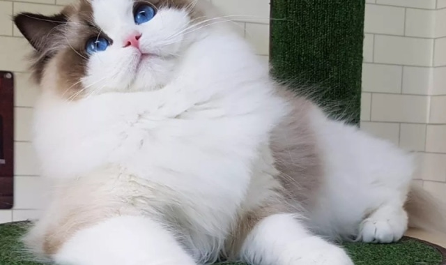 랙돌캐터리 매료돌스 로건 CFA cat show 랙돌캐터리 매료돌스 로건 CFA cat show