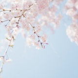 [헬로스마일강동점]4월 봄 이벤트💖🌼🌻🌷🌸