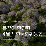 [4월] 봄꽃이 만연한 한국화훼농협