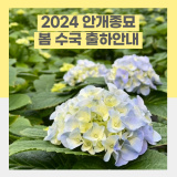 2024년 봄수국 안개종묘 출하 소식 / 도매소매 모두 가능한 농장