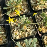 남아프리카의 개나리 꽃, 오소나 카카리오이데스(Othonna cacalioides)
