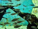 민물고기생태체험관