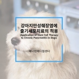 M의 새로운 출발 이야기/강아지 배가 볼록해요/생식기 농/자궁축농증/신부전/ 줄기세포치료/강아지 줄기세포 M의 새로운 출발 이야기/강아지 배가 볼록해요/생식기 농/자궁축농증/신부전/ 줄기세포치료/강아지 줄기세포