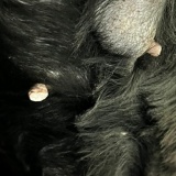 병점 오산 동탄 블루베어동물병원 : 강아지 유선종양, 중성화 수술