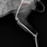 강아지 파행 / 고관절 탈구 / 대퇴골두(FHNO) 수술