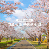 🌸경주 벚꽃 인생샷 명소🌸 경주엑스포대공원