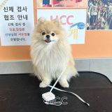 HCC 한남점 | 한남동 강아지 유치원에서 옷 치수 재보기!