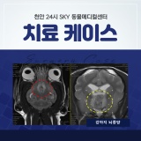 천안강아지뇌종양치료   천안24시스카이동물메디컬센터