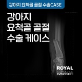 [로얄동물메디컬센터] 강아지 요척골 골절 수술 케이스_외과 김세훈 원장
