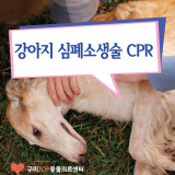 강아지 심폐소생술 (CPR)