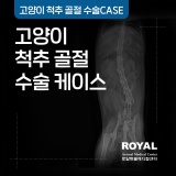 [로얄동물메디컬센터] 고양이 척추 골절 수술 케이스_외과 김세훈 원장