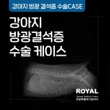 [로얄동물메디컬센터] 강아지 방광결석증 수술 케이스_외과 김세훈 원장