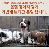 강아지 감기 / 유행성 질병 / 반려동물 / 강아지 MRI / 양주 동두천 포천 / 의정부 24시 동물병원