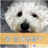강아지 슬개골 탈구/천안 아산 모아동물병원