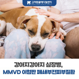[진료처치팀]강아지 심장병, MMVD 이첨판 폐쇄부전, 노령견의 만성 기침