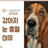 강아지 눈충혈 원인과 대처방법은?