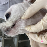 [세종시 동물병원] 고운동물병원 피하이물제거수술