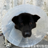 강아지가 옥상에서 떨어졌어요, 강아지 낙상_ 경기광주 오포읍 신현동 능평동 용인 분당 동물병원