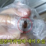 일본 바퀴벌레 발견 시 반드시 필요한 막는작업