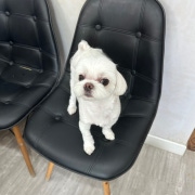코코애견샵
