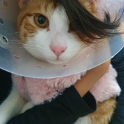 길냥이 아롱이 구조, 3