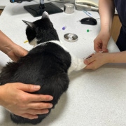 길냥이 아롱이 구조, 2