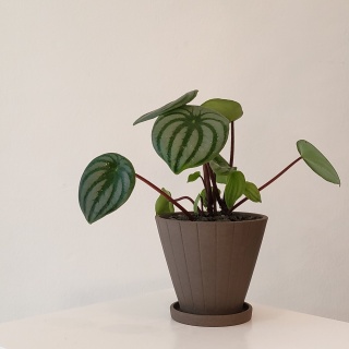 수박 페페 페페로미아 빌라로크 공기정화 키우기쉬운 식물