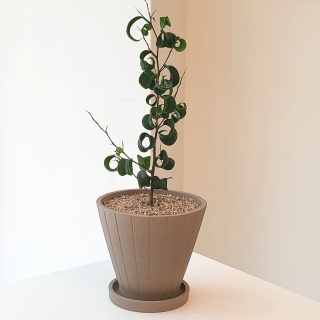 바로크벤자민 빌라로크 공기정화 키우기쉬운 식물