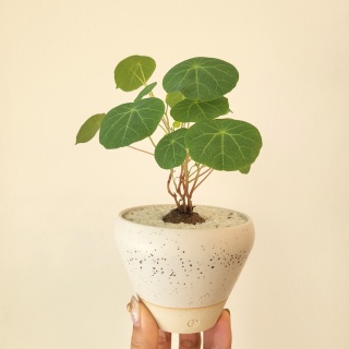 그리너리숲 스테파니아 세파란타 괴근 공기정화 식물 카페 선물 제네스포터리 토분