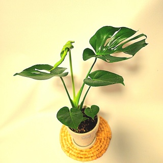 몬스테라 공기정화식물 여름식물