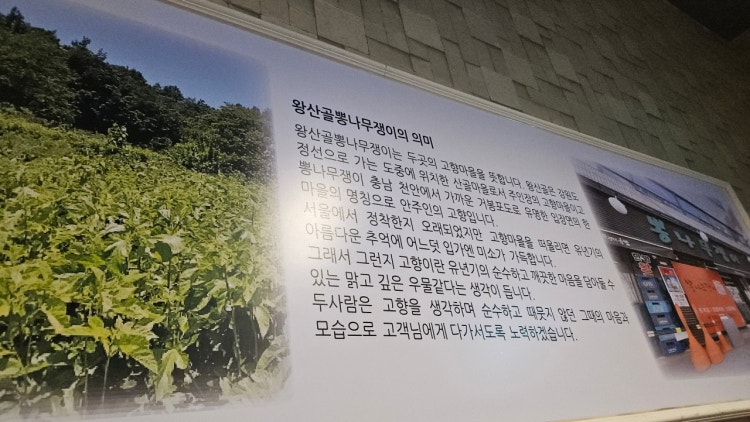 왕산골 뽕나무쟁이 사진 6