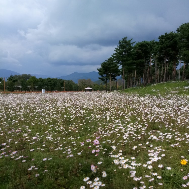 인천 벚꽃 명소 월미공원 아직 예뻐요 한복체험 전통놀이도 즐겨보기 인천 벚꽃 명소 월미공원 아직 예뻐요 한복체험 전통놀이도 즐겨보기