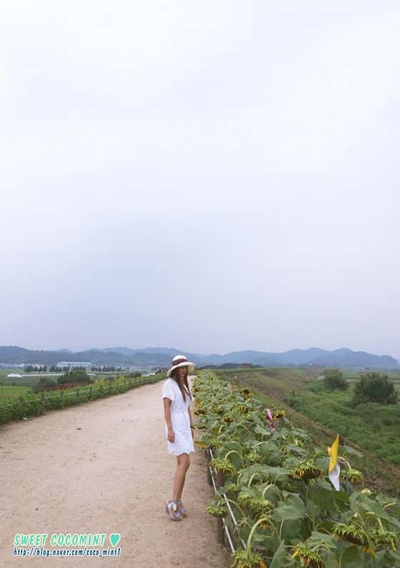 강주해바라기마을