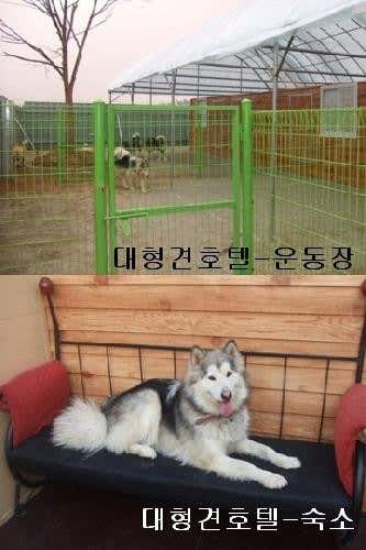 애견호텔페라다이스 · 네이버 지도·플레이스 2