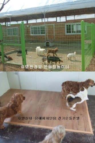 애견호텔페라다이스