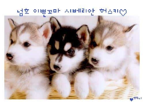 러브펫동물병원 대표이미지
