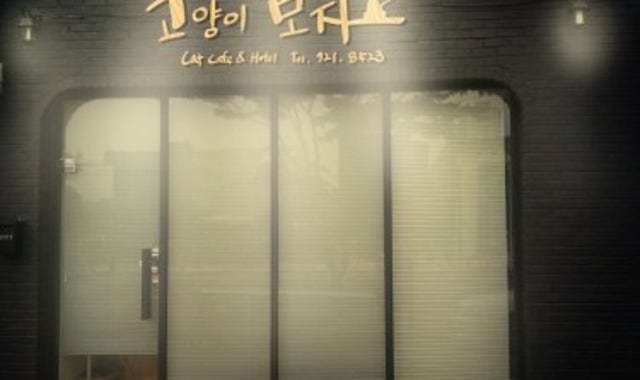 고양이모자 대표 사진