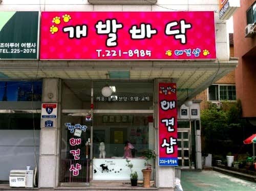 개발바닥애견샵