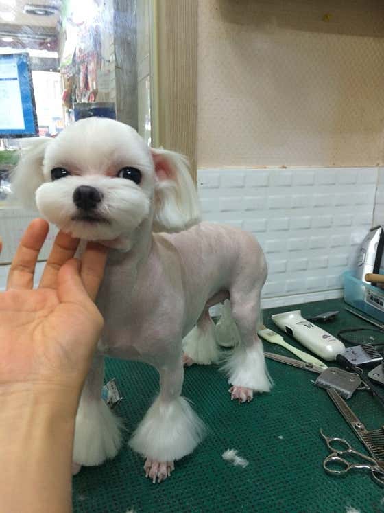 신운미애견미용실 · 네이버 지도·플레이스 5