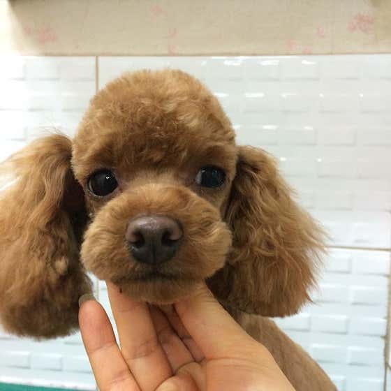 신운미애견미용실 · 네이버 지도·플레이스 4