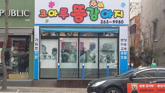 코아루똥강아지