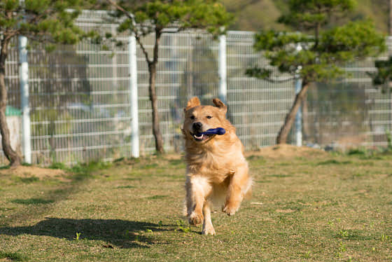 도기파파반려견학교 · 네이버 지도·플레이스 9
