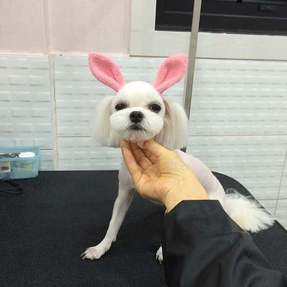 신운미애견미용실 · 네이버 지도·플레이스 10