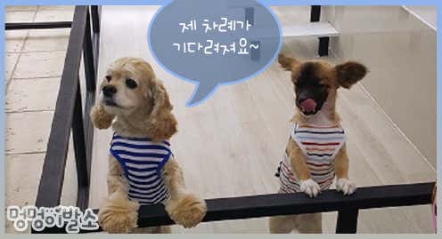 멍멍이발소 · 네이버 지도·플레이스 3