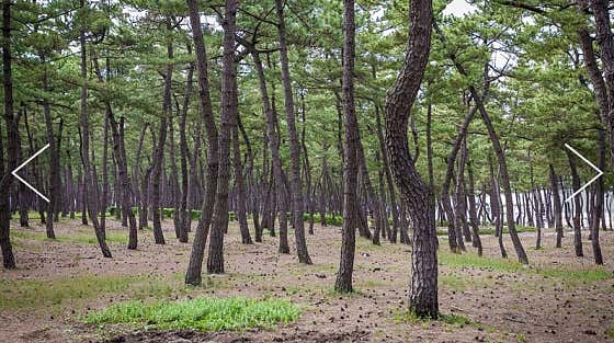 연곡해변솔향기캠핑장 · 네이버 지도·플레이스 4
