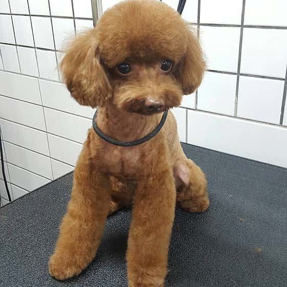 네이버 플레이스 모모펫살롱 : 네이버