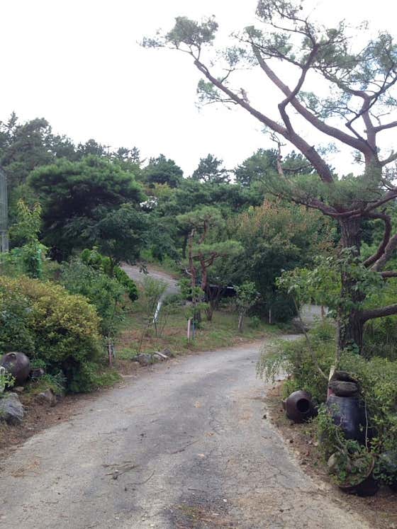 약용식물원카페 · 네이버 지도·플레이스 2
