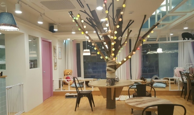 하늘을걷는고양이카페 대표 사진