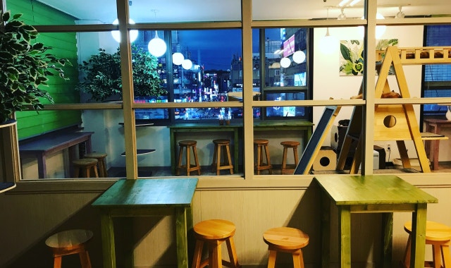 커피타는 고양이 대표 사진